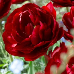 Tulip 'Uncle Tom' -UK Garden Plants Shop tulip uncle tom 4