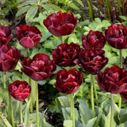 Tulip 'Uncle Tom' -UK Garden Plants Shop tulip uncle tom 5