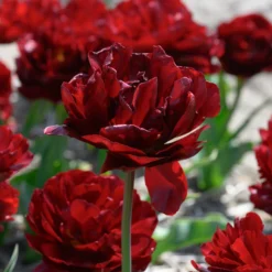 Tulip 'Uncle Tom' -UK Garden Plants Shop tulip uncle tom 6 scaled