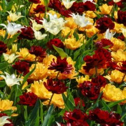 Tulip 'Uncle Tom' -UK Garden Plants Shop tulip uncle tom 7 scaled