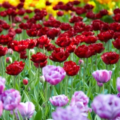 Tulip 'Uncle Tom' -UK Garden Plants Shop tulip uncle tom 8