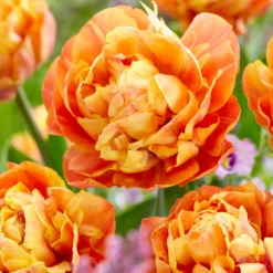 Tulip 'Valdivia' -UK Garden Plants Shop tulip valdivia 1