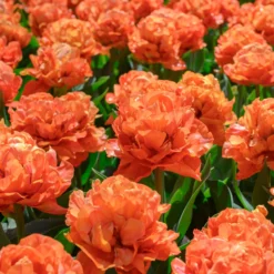 Tulip 'Valdivia' -UK Garden Plants Shop tulip valdivia 10 scaled