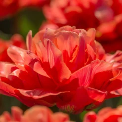 Tulip 'Valdivia' -UK Garden Plants Shop tulip valdivia 11 scaled