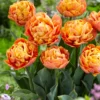 Tulip 'Valdivia' -UK Garden Plants Shop tulip valdivia 2