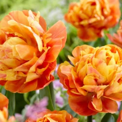 Tulip 'Valdivia' -UK Garden Plants Shop tulip valdivia 3