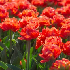 Tulip 'Valdivia' -UK Garden Plants Shop tulip valdivia 5 scaled