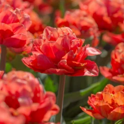 Tulip 'Valdivia' -UK Garden Plants Shop tulip valdivia 7 scaled