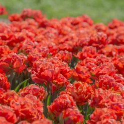 Tulip 'Valdivia' -UK Garden Plants Shop tulip valdivia 8 scaled