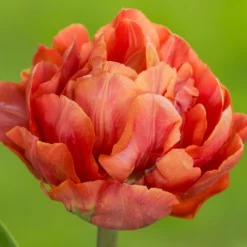 Tulip 'Valdivia' -UK Garden Plants Shop tulip valdivia 9 scaled