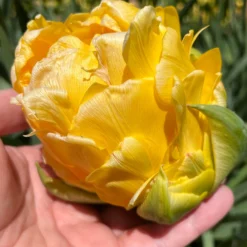 Tulip 'Vanilla Coup' -UK Garden Plants Shop tulip vanilla coup 000 scaled