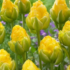 Tulip 'Vanilla Coup' -UK Garden Plants Shop tulip vanilla coup 2