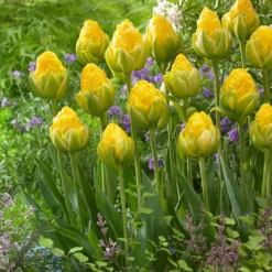 Tulip 'Vanilla Coup' -UK Garden Plants Shop tulip vanilla coup 3