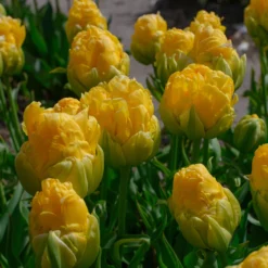 Tulip 'Vanilla Coup' -UK Garden Plants Shop tulip vanilla coup 4 scaled