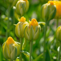 Tulip 'Vanilla Coup' -UK Garden Plants Shop tulip vanilla coup 7 scaled