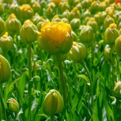 Tulip 'Vanilla Coup' -UK Garden Plants Shop tulip vanilla coup 8 scaled