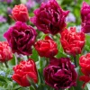 Tulip Collection 'Very Velvet' -UK Garden Plants Shop tulip very velvet 1