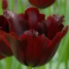 Tulip 'Vincent Van Gogh' -UK Garden Plants Shop tulip vincent van gogh 1