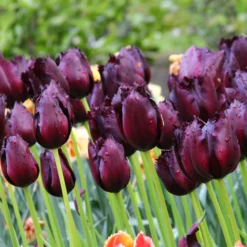 Tulip 'Vincent Van Gogh' -UK Garden Plants Shop tulip vincent van gogh 1 5a69a25b 8e57 4c75 8cd2 af8cf0f56f54