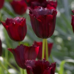 Tulip 'Vincent Van Gogh' -UK Garden Plants Shop tulip vincent van gogh 3