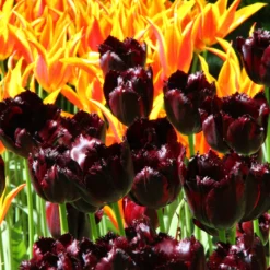 Tulip 'Vincent Van Gogh' -UK Garden Plants Shop tulip vincent van gogh 5