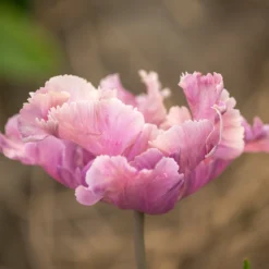 Tulip 'Vovos' 19 Tulip 'Vovos' -UK Garden Plants Shop tulip vovos 3