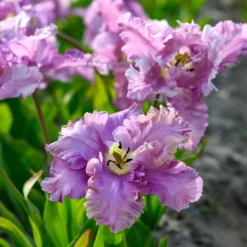 Tulip 'Vovos' 12 Tulip 'Vovos' -UK Garden Plants Shop tulip vovos 4 scaled