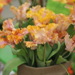 Tulip 'Vovos' 17 Tulip 'Vovos' -UK Garden Plants Shop tulip vovos 5 scaled