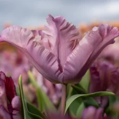 Tulip 'Vovos' 14 Tulip 'Vovos' -UK Garden Plants Shop tulip vovos 8 scaled