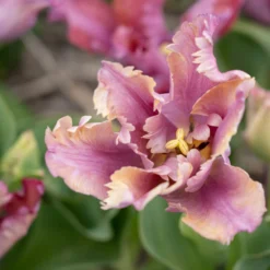 Tulip 'Vovos' 13 Tulip 'Vovos' -UK Garden Plants Shop tulip vovos 9 scaled