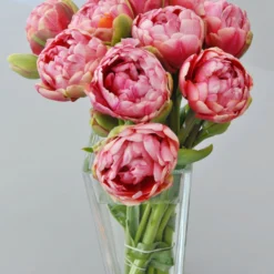 Tulip 'Wedding Gift' -UK Garden Plants Shop tulip wedding gift 1