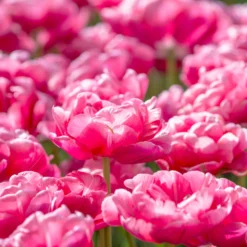 Tulip 'Wedding Gift' -UK Garden Plants Shop tulip wedding gift 10 scaled