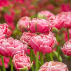 Tulip 'Wedding Gift' -UK Garden Plants Shop tulip wedding gift 12 scaled