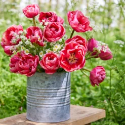 Tulip 'Wedding Gift' -UK Garden Plants Shop tulip wedding gift 13