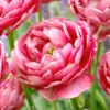 Tulip 'Wedding Gift' -UK Garden Plants Shop tulip wedding gift 14