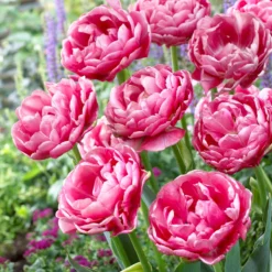 Tulip 'Wedding Gift' -UK Garden Plants Shop tulip wedding gift 15
