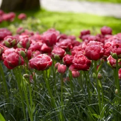 Tulip 'Wedding Gift' -UK Garden Plants Shop tulip wedding gift 16