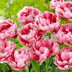 Tulip 'Wedding Gift' -UK Garden Plants Shop tulip wedding gift 18