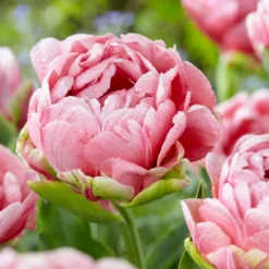 Tulip 'Wedding Gift' -UK Garden Plants Shop tulip wedding gift 19