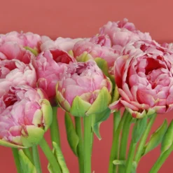 Tulip 'Wedding Gift' -UK Garden Plants Shop tulip wedding gift 2