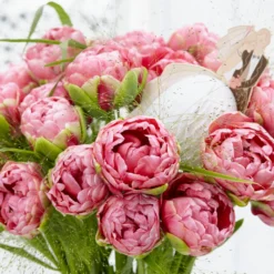 Tulip 'Wedding Gift' -UK Garden Plants Shop tulip wedding gift 20