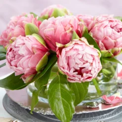 Tulip 'Wedding Gift' -UK Garden Plants Shop tulip wedding gift 21