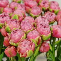 Tulip 'Wedding Gift' -UK Garden Plants Shop tulip wedding gift 3 scaled