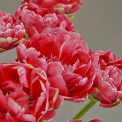 Tulip 'Wedding Gift' -UK Garden Plants Shop tulip wedding gift 4 scaled