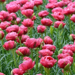 Tulip 'Wedding Gift' -UK Garden Plants Shop tulip wedding gift 5 scaled