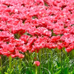 Tulip 'Wedding Gift' -UK Garden Plants Shop tulip wedding gift 6 scaled