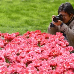 Tulip 'Wedding Gift' -UK Garden Plants Shop tulip wedding gift 7 scaled