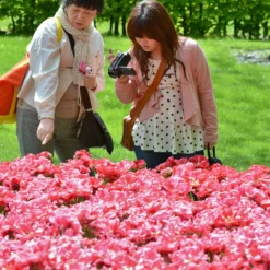 Tulip 'Wedding Gift' -UK Garden Plants Shop tulip wedding gift 8 scaled