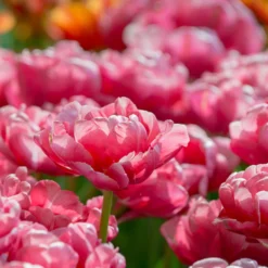 Tulip 'Wedding Gift' -UK Garden Plants Shop tulip wedding gift 9 scaled