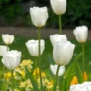 Tulip 'White Dream' -UK Garden Plants Shop tulip white dream 0
